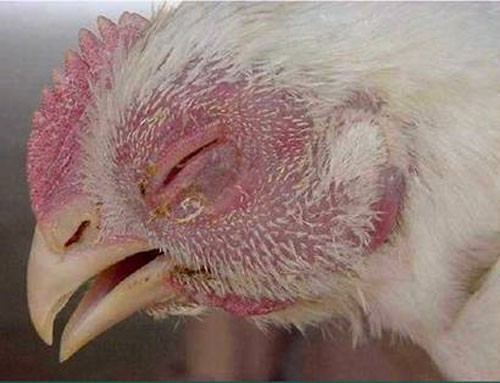 bệnh tụ huyết trùng ở gà