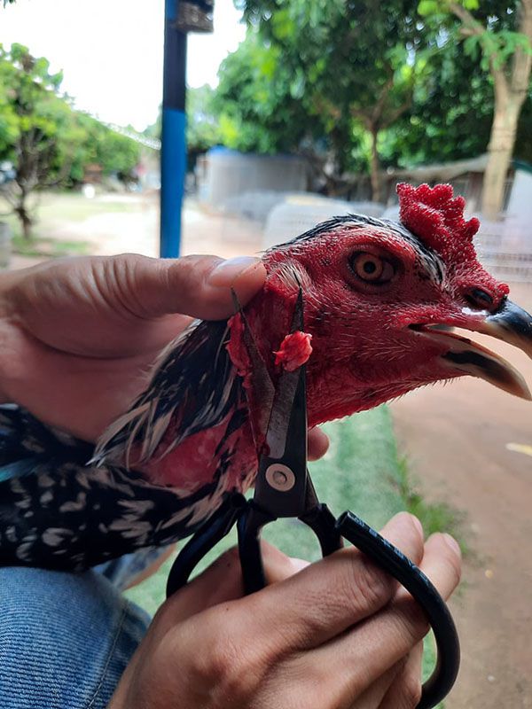 Cách cắt tai tích cho gà chọi, gà nòi.