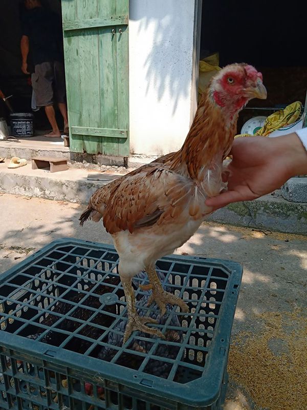 Kiểm tra diều gà thường xuyên để nhận biết gà ăn không tiêu