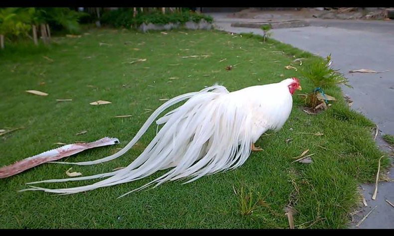 Một chú gà Tân Châu bạch nhạn đẹp.